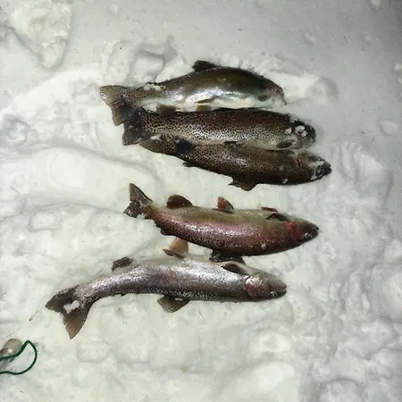 Accommodatie bij particulieren U Juroszka